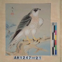 藏品(昭和11年『翠光花鳥版畫集』－隼)的圖片